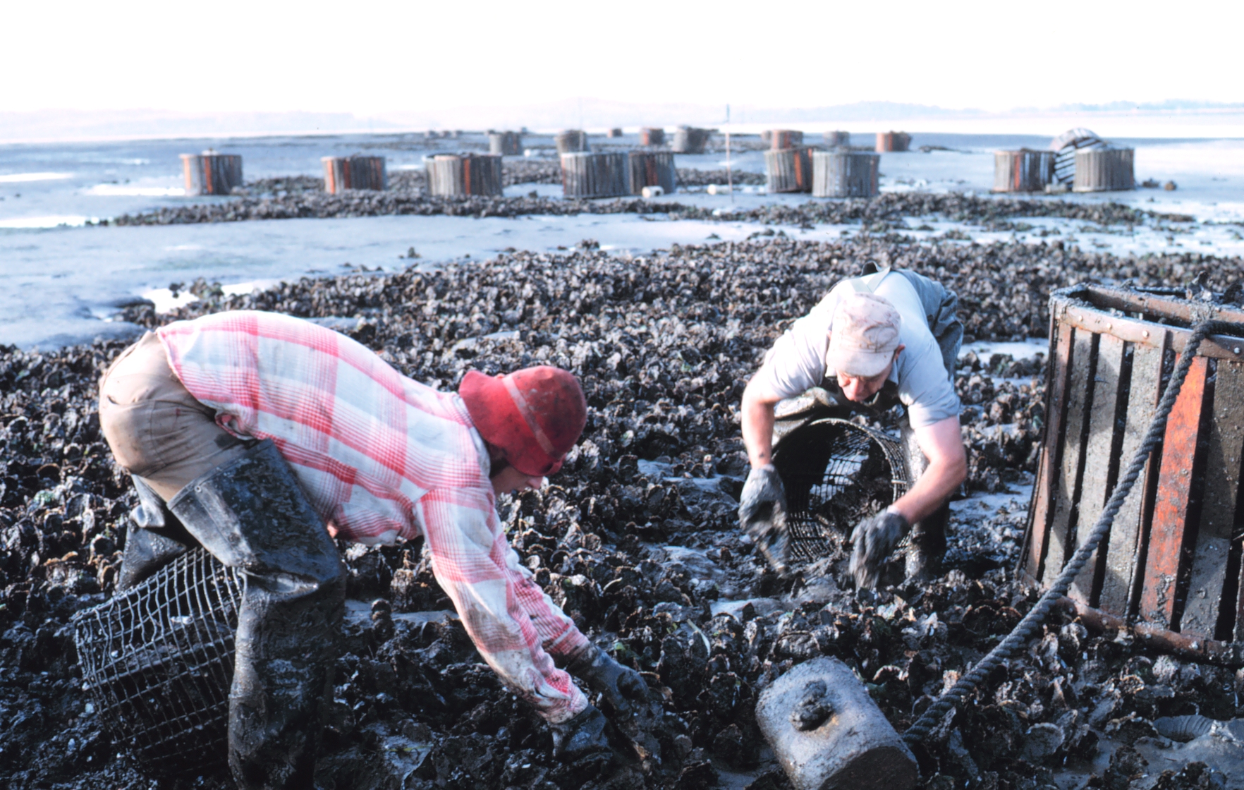 Workers harvesting oysters by hand on Pacific Northwest tidelands at low tide