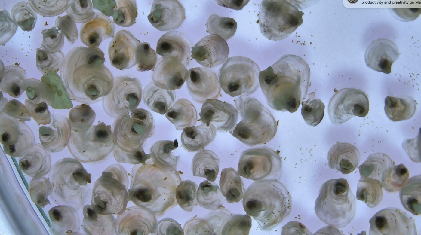 Olympia oysters set on cultch substrate