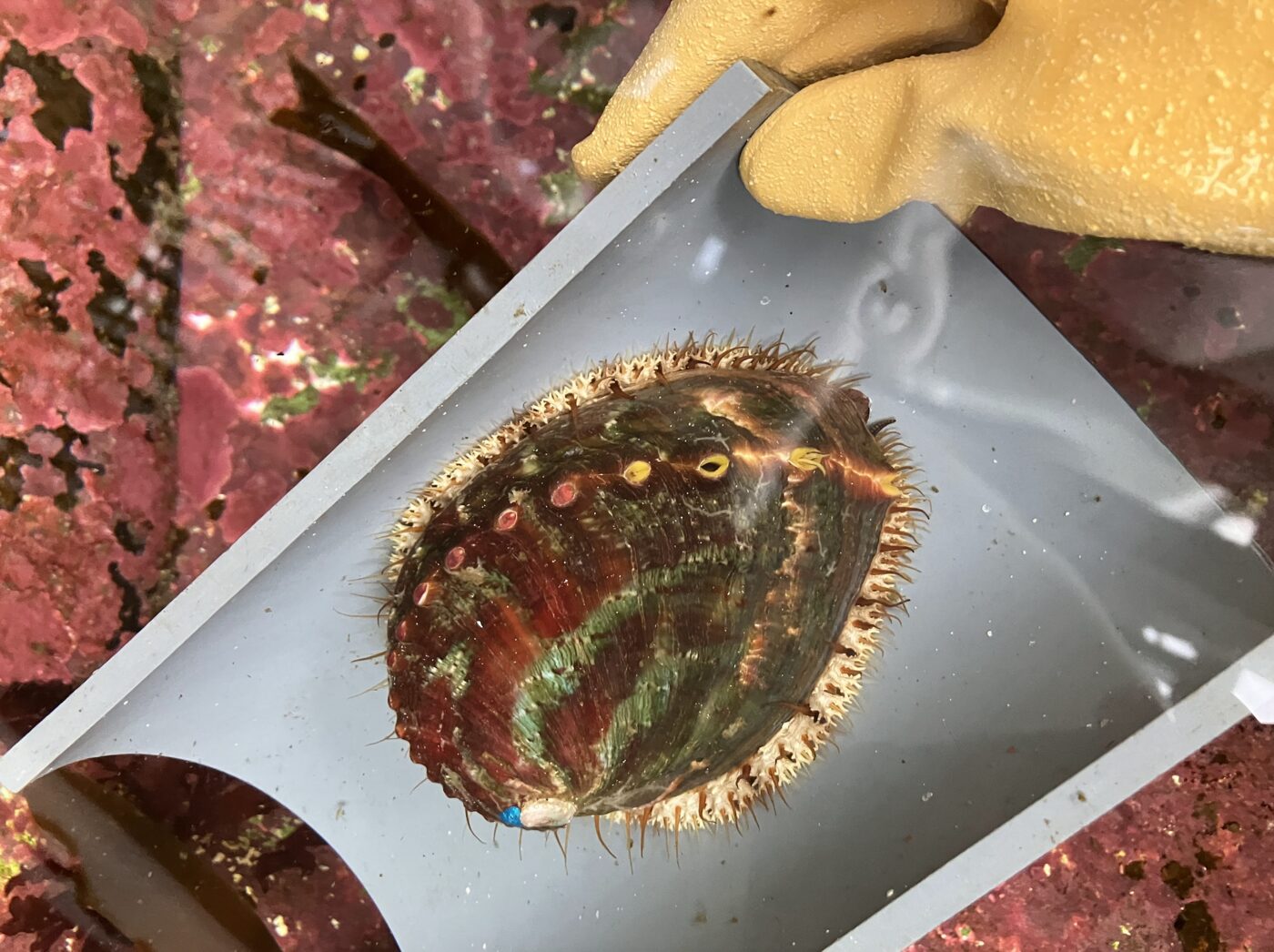 A pinto abalone in a hatchery tray