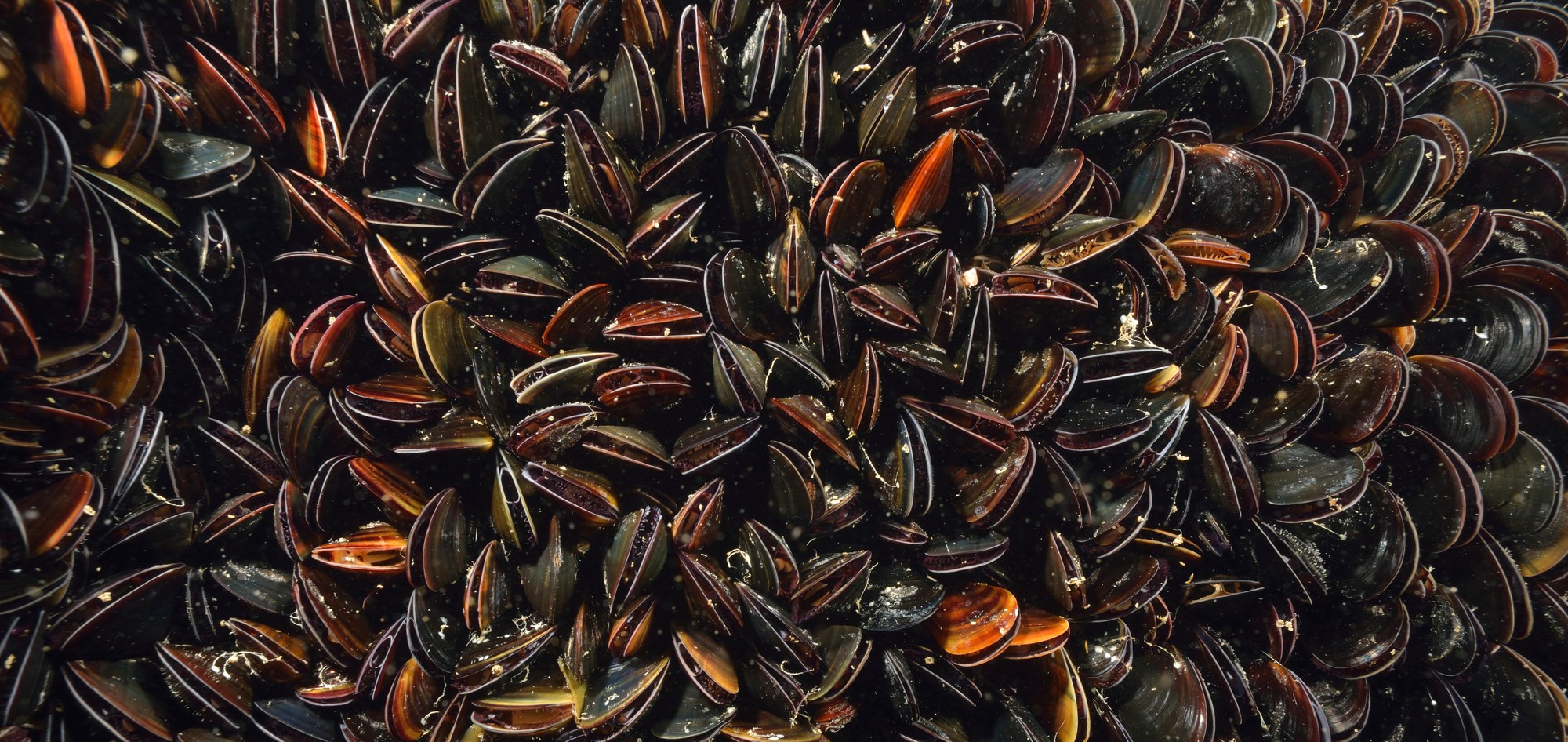 A dense bed of blue mussels, Mytilus edulis