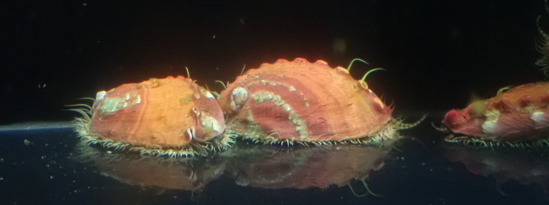 Juvenile pinto abalone, Haliotis kamtschatkana, in a captive breeding tank